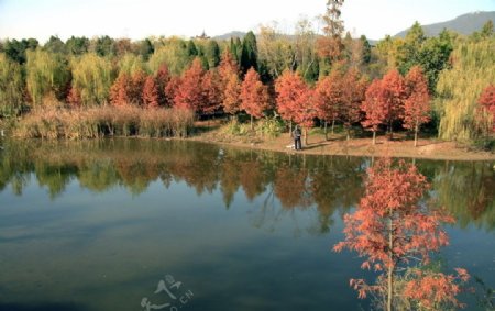 南京梅花山的秋天图片