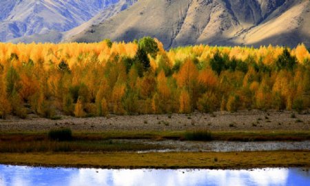 西藏彩色树丛图片