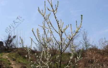 花满枝头图片