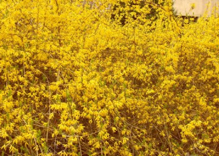 黄花花卉植物图片
