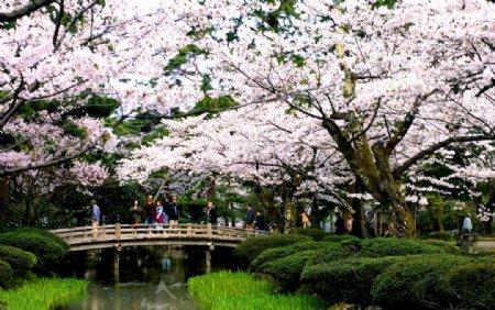 樱花公园图片