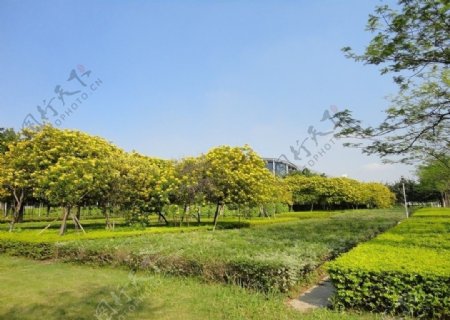 黄花树图片