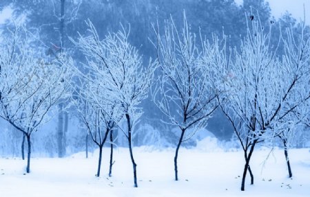 霜花满树图片