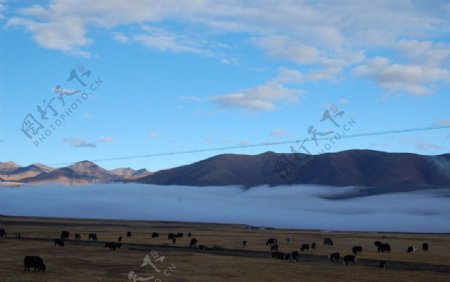 青藏牧场的清晨图片