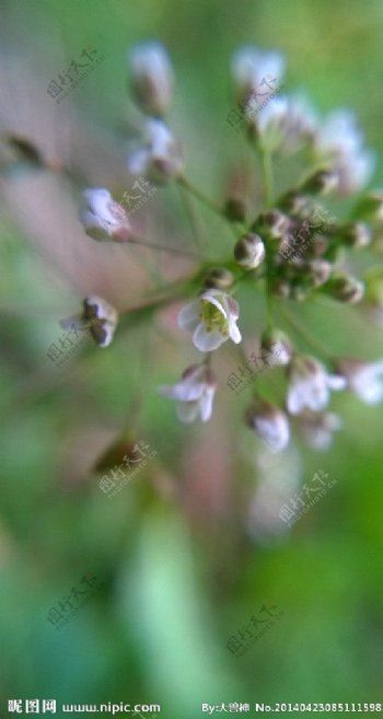 小白花图片