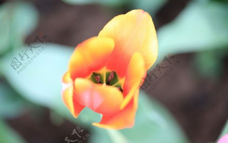 黄红色郁金香图片
