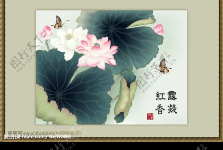 荷花系列三露凝红香国画临摹图片