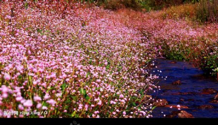 小溪边的野花图片