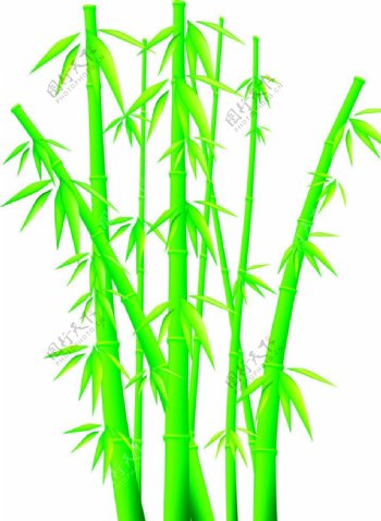 青绿竹子图片