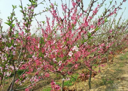 桃花春天风景图片