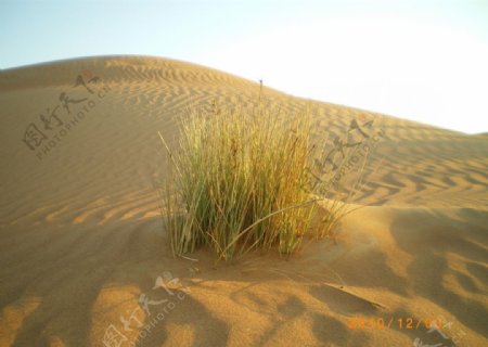 大漠中的生命图片