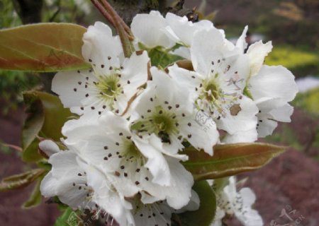 梨花花团锦簇图片
