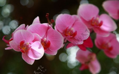 蝴蝶兰花图片