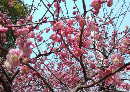 粉色桃花盛开图片