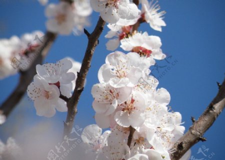 杏花摄影图片