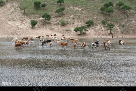 天然牧场牛图片