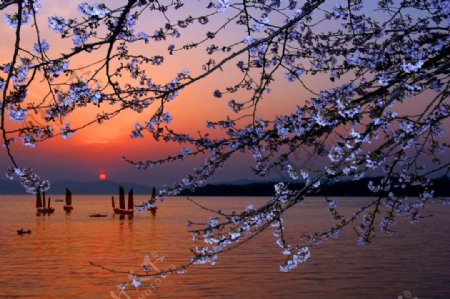 太湖鼋头渚国际樱花图片
