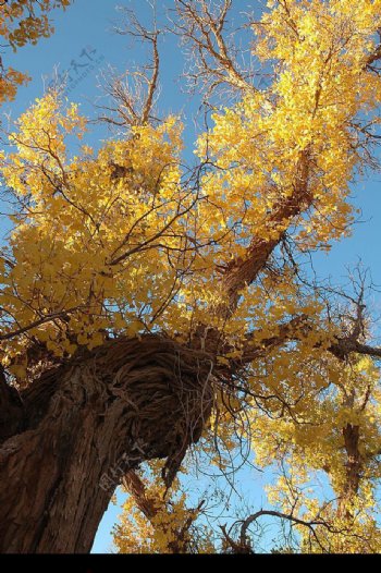 内蒙古阿拉善盟的胡杨树图片