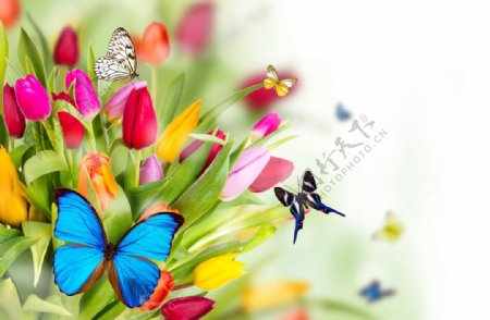 鲜花与蝴蝶图片