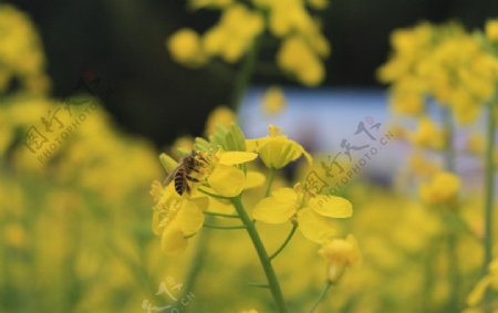 仙居油菜花节蜜蜂图片