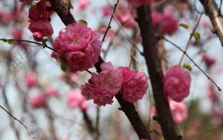 玉渊潭樱花图片