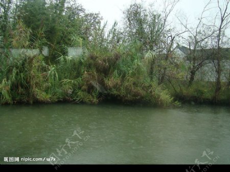 杭州水边灌木图片