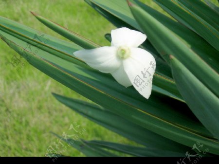 白花和剑兰图片
