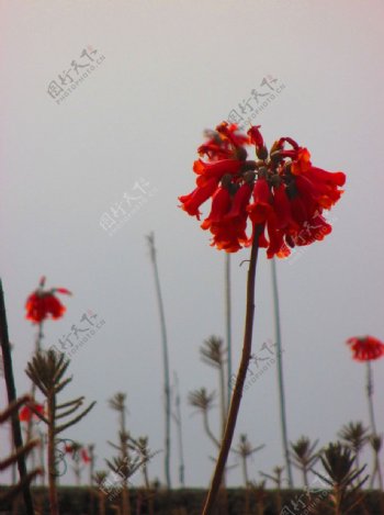红花独秀图片