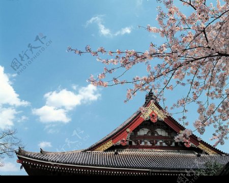 日本樱花房檐图片