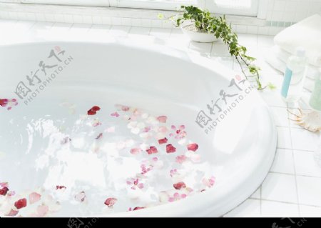 玫瑰花瓣的圆形浴缸图片