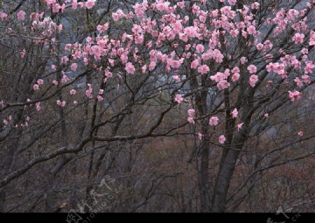 春暖花开图片