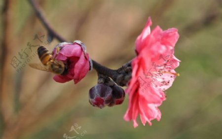 密蜂与桃花图片