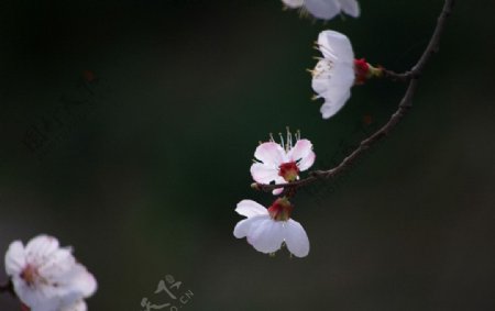 桃花朵朵图片