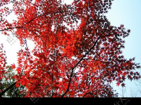 栖霞山红叶图片