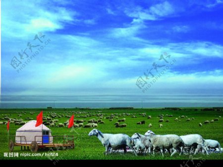草原蒙古包羊群图片