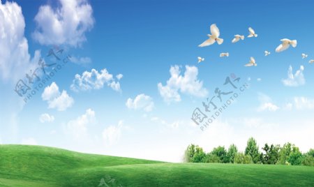蓝天草地和平鸽图片
