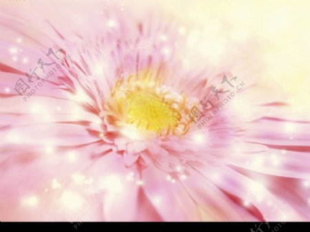 梦幻CG背景花卉图片