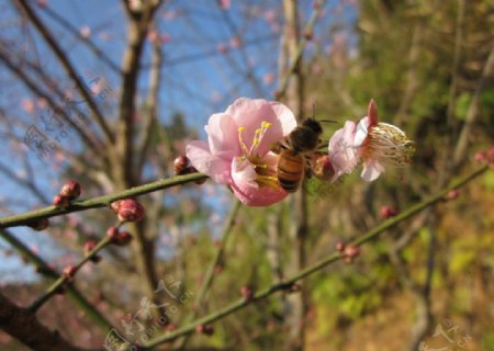 阳光下的梅花和蜜蜂图片