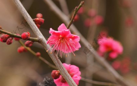 梅花图片