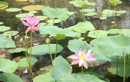 夏日荷花图片