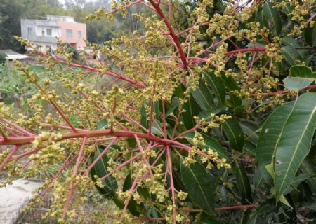 芒果花图片