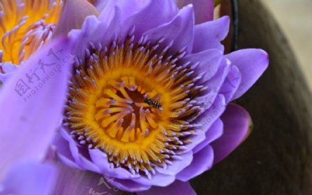 蜜蜂花莲花图片