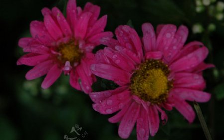 雨天的菊花图片