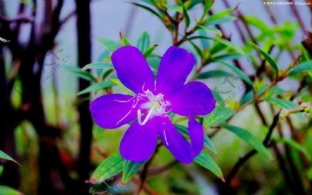 野山花紫色花图片