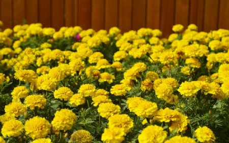 黄色千层菊图片