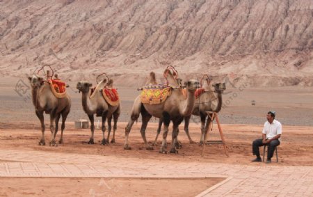 火焰山骆驼图片