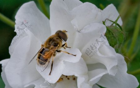 白牡丹上的蜜蜂图片
