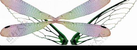 昆虫翅膀PSD分层源图片