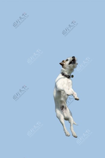 跳跃的狗扣图图片