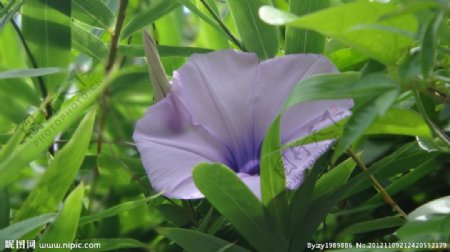 紫蓝色喇叭花图片